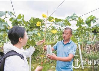  Developing "Luffa Economy" and Promoting Rural Revitalization