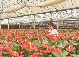 百花丛中一点“新”探寻泉州百亿元花卉产业的发展密钥